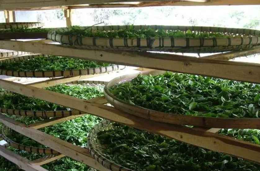 建造茶葉冷庫過程中需要注意哪些事項？