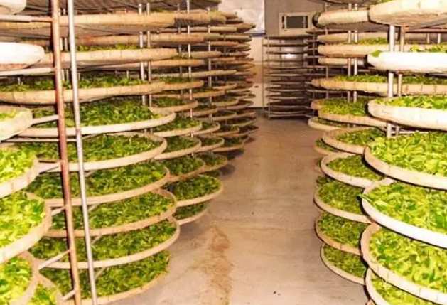 建造茶葉冷庫過程中需要注意哪些事項？