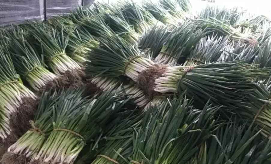 大蔥在冷庫能儲藏多長時(shí)間 大蔥在冷庫能儲藏多長時(shí)間