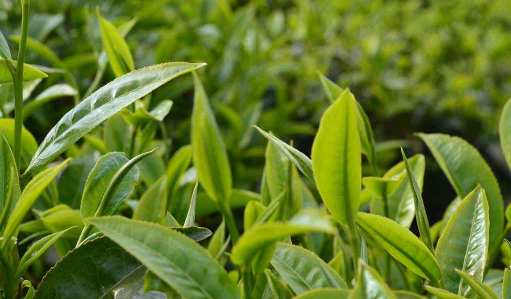 安裝茶葉保鮮庫(kù)一平方多少錢 安裝茶葉保鮮庫(kù)一平方多少錢