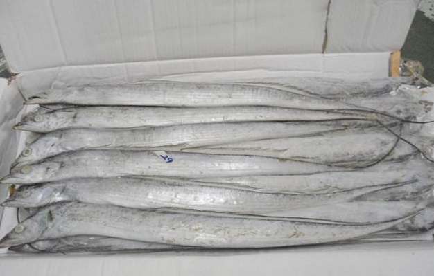 50平米帶魚冷庫(kù)安裝價(jià)格多少錢 50平米帶魚冷庫(kù)安裝價(jià)格多少錢