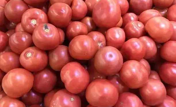 西紅柿氣調(diào)冷庫保鮮儲存方法講解 西紅柿氣調(diào)冷庫保鮮儲存方法講解