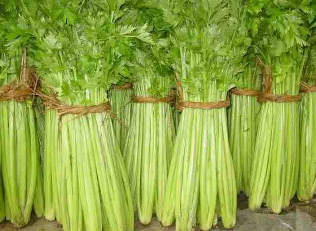 1000立方蔬菜保鮮庫(kù)造價(jià)多少錢  1000立方蔬菜保鮮庫(kù)造價(jià)多少錢