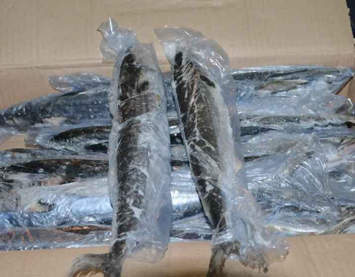 安裝50平米凍魚冷凍冷庫價(jià)格多少錢 安裝50平米凍魚冷凍冷庫價(jià)格多少錢
