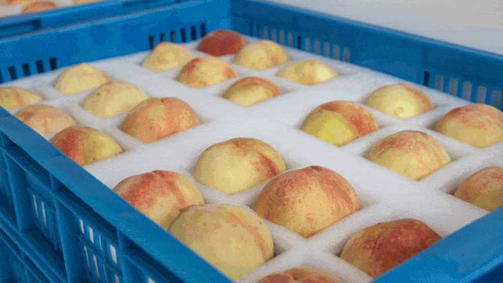 桃子冷庫(kù)的建造費(fèi)用是多少錢(qián) 桃子冷庫(kù)的建造費(fèi)用是多少錢(qián)